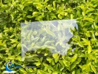 Frosted Polycarbonate Sheet Multi-Color Polycarbonate Embossed Sheets for Buildings