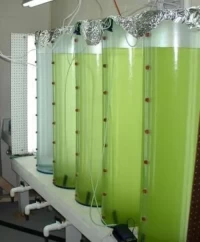 Acrylic Plastic Tubes Fish Tank Acrylic Cylinder for Aquarium